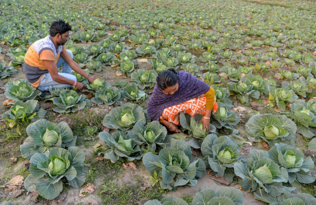 Book Skilled Farm Labourer
